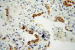 FMO2 Antibody in Immunohistochemistry (Paraffin) (IHC (P))