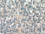 FMO2 Antibody in Immunohistochemistry (Paraffin) (IHC (P))