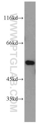 FMO2 Antibody in Western Blot (WB)