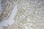 NDUFS7 Antibody in Immunohistochemistry (Paraffin) (IHC (P))