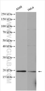 NDUFS7 Antibody in Western Blot (WB)