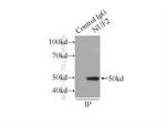 NUF2 Antibody in Immunoprecipitation (IP)