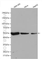 NUF2 Antibody in Western Blot (WB)