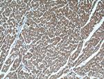 CLPB Antibody in Immunohistochemistry (Paraffin) (IHC (P))