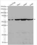 CLPB Antibody in Western Blot (WB)
