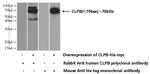 CLPB Antibody in Western Blot (WB)