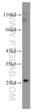 PEX11G Antibody in Western Blot (WB)