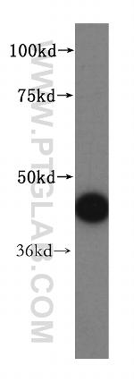 ALDH3B2 Antibody in Western Blot (WB)