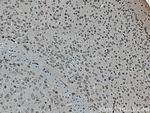 SLC7A4 Antibody in Immunohistochemistry (Paraffin) (IHC (P))