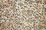 DOK3 Antibody in Immunohistochemistry (Paraffin) (IHC (P))