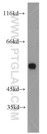 DOK3 Antibody in Western Blot (WB)
