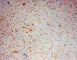 RPL18A Antibody in Immunohistochemistry (Paraffin) (IHC (P))