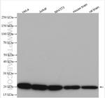 RPL18A Antibody in Western Blot (WB)