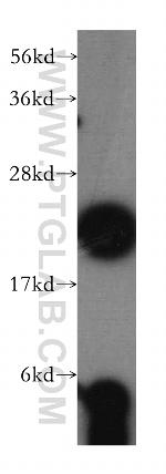 RPL18A Antibody in Western Blot (WB)