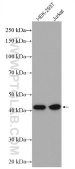 GPN1 Antibody in Western Blot (WB)