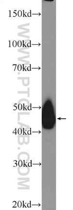 TRBP Antibody in Western Blot (WB)