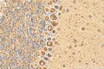C1QL1 Antibody in Immunohistochemistry (Paraffin) (IHC (P))