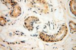 CHMP1A Antibody in Immunohistochemistry (Paraffin) (IHC (P))
