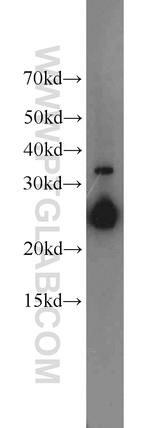 CHMP1A Antibody in Western Blot (WB)