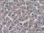 NMRAL1 Antibody in Immunohistochemistry (Paraffin) (IHC (P))