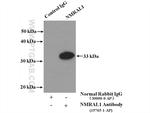 NMRAL1 Antibody in Immunoprecipitation (IP)