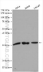 NMRAL1 Antibody in Western Blot (WB)