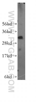 NMRAL1 Antibody in Western Blot (WB)