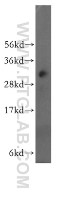 NMRAL1 Antibody in Western Blot (WB)