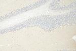 DUSP23 Antibody in Immunohistochemistry (Paraffin) (IHC (P))