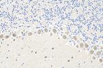 DUSP23 Antibody in Immunohistochemistry (Paraffin) (IHC (P))