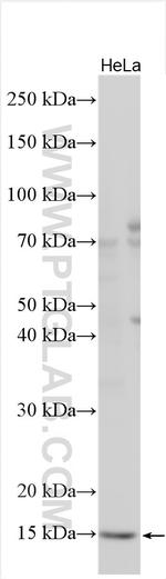 DUSP23 Antibody in Western Blot (WB)