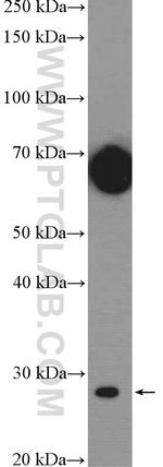 SPIB Antibody in Western Blot (WB)