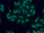 DDX24 Antibody in Immunocytochemistry (ICC/IF)