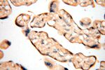 VAC14 Antibody in Immunohistochemistry (Paraffin) (IHC (P))