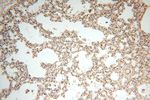 VAC14 Antibody in Immunohistochemistry (Paraffin) (IHC (P))