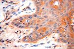 VAC14 Antibody in Immunohistochemistry (Paraffin) (IHC (P))