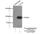 VAC14 Antibody in Immunoprecipitation (IP)