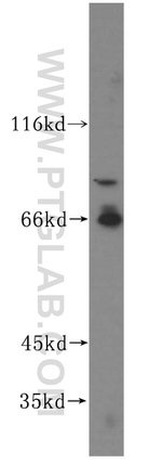 VAC14 Antibody in Western Blot (WB)