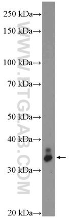 VAX2 Antibody in Western Blot (WB)