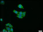 RAB3B Antibody in Immunocytochemistry (ICC/IF)
