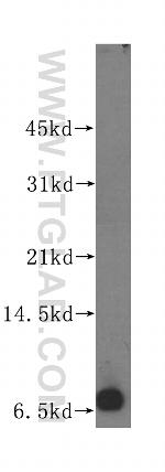 POLR2L Antibody in Western Blot (WB)