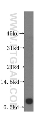 POLR2L Antibody in Western Blot (WB)