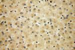 UFC1 Antibody in Immunohistochemistry (Paraffin) (IHC (P))