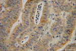 RBM41 Antibody in Immunohistochemistry (Paraffin) (IHC (P))
