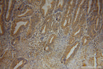 RBM41 Antibody in Immunohistochemistry (Paraffin) (IHC (P))