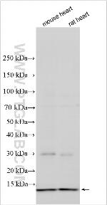 ANAPC10 Antibody in Western Blot (WB)