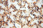 SMPX Antibody in Immunohistochemistry (Paraffin) (IHC (P))