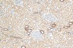 SMPX Antibody in Immunohistochemistry (Paraffin) (IHC (P))