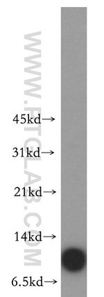 SMPX Antibody in Western Blot (WB)