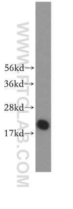 DAP13 Antibody in Western Blot (WB)